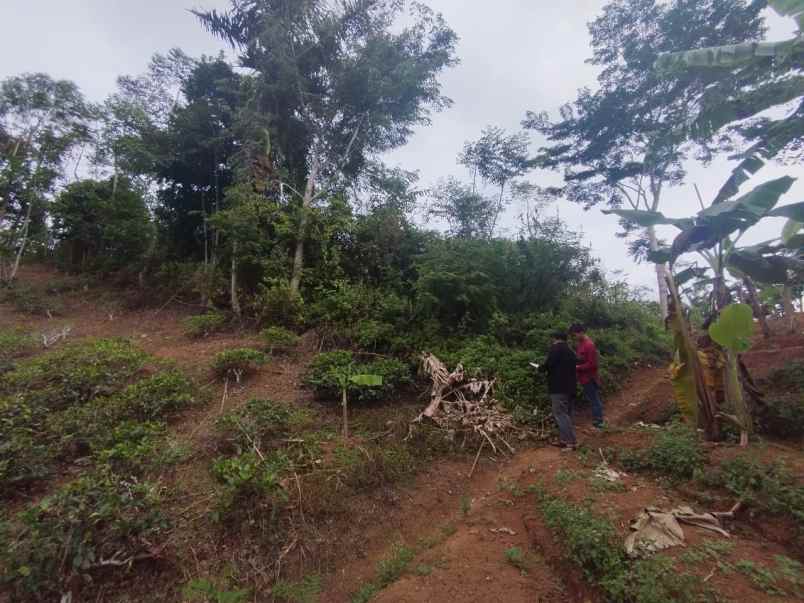 dijual tanah kebun produktif pinggir jalan