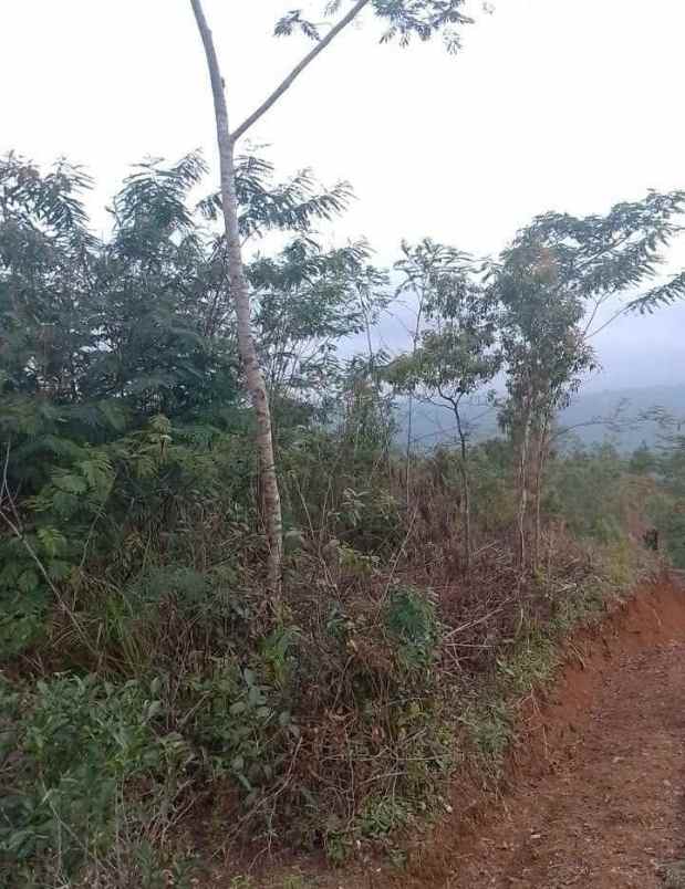dijual tanah kebun produktif pinggir jalan