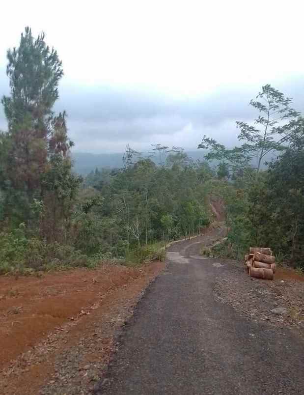 dijual tanah kebun produktif pinggir jalan