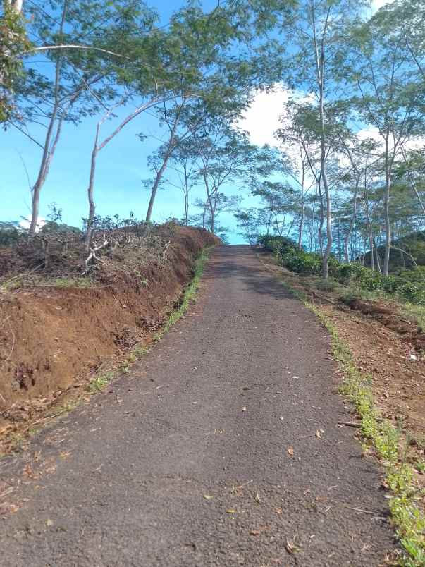 dijual tanah kebun produktif pinggir jalan