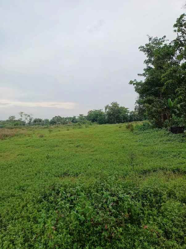 dijual tanah kp jati ilir 1 tunggakjati