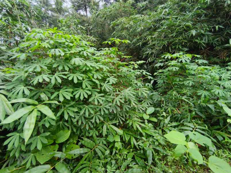 dijual tanah pageraji kec cilongok