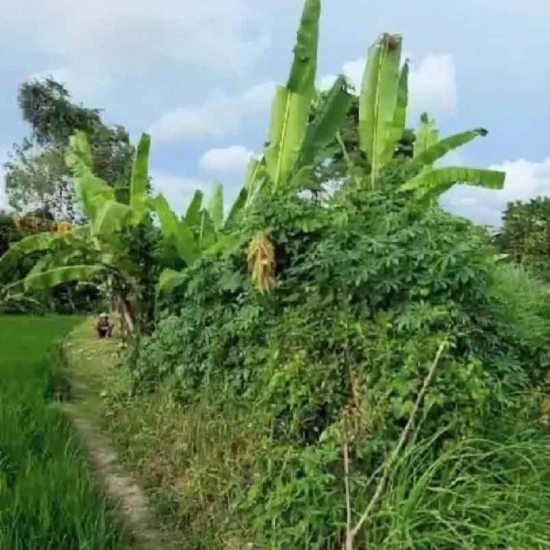 dijual tanah raya kaba kaba