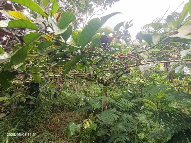 dijual tanah wanagiri buleleng bali