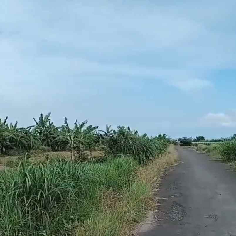 disewakan tanah buluh indah