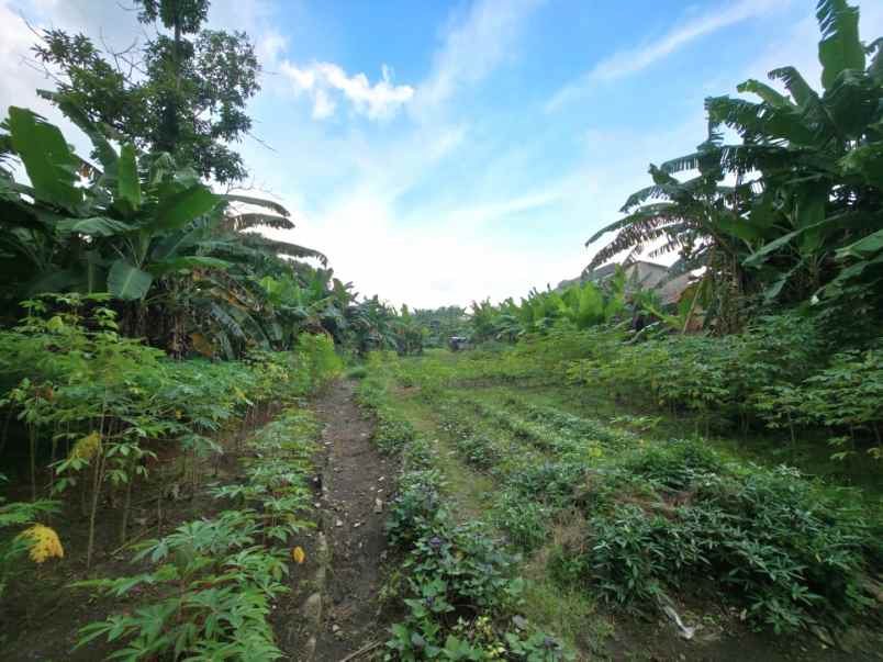disewakan tanah jalan buaran raya serpong