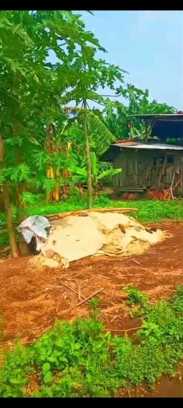 jual tanah murah mojokerto jawa timur