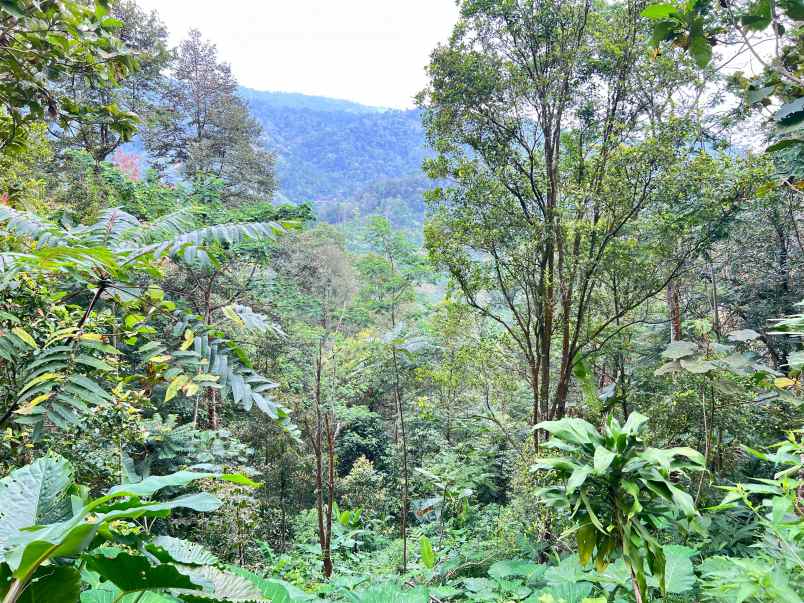 kebun durian siap panen 7700m 500jt jenawi karanganyar