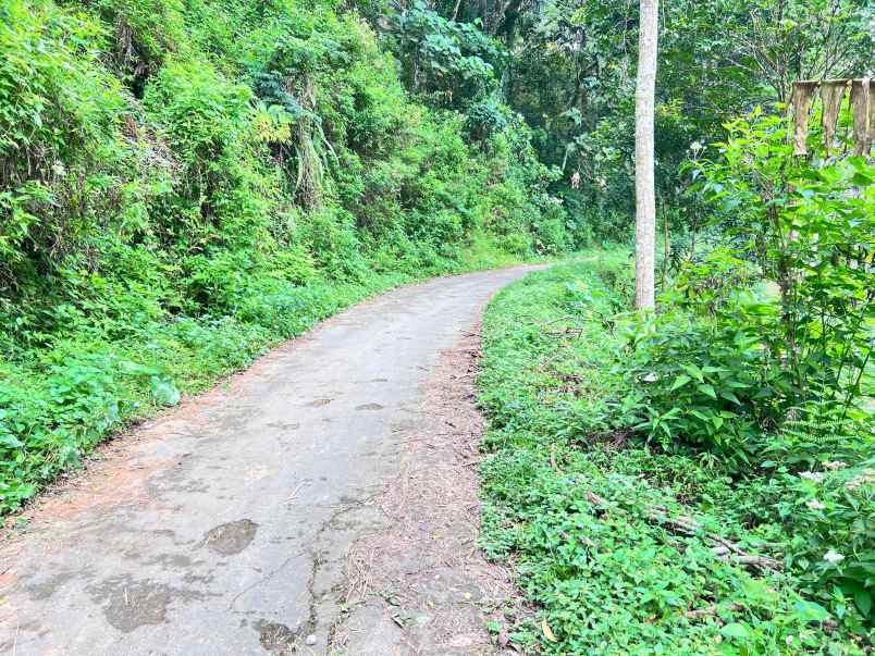 kebun durian siap panen 7700m 500jt jenawi karanganyar