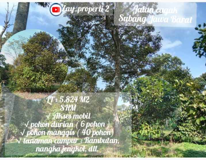 kebun produktif daerah jalan cagak subang jawa barat