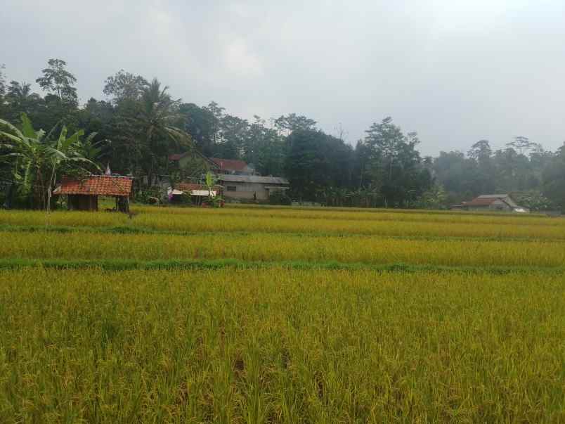 kolam pemancingan kebun produktif ciater subang