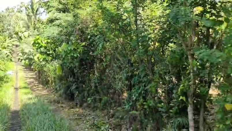 lahan kebun shm 80 are dekat pantai di tabanan bali