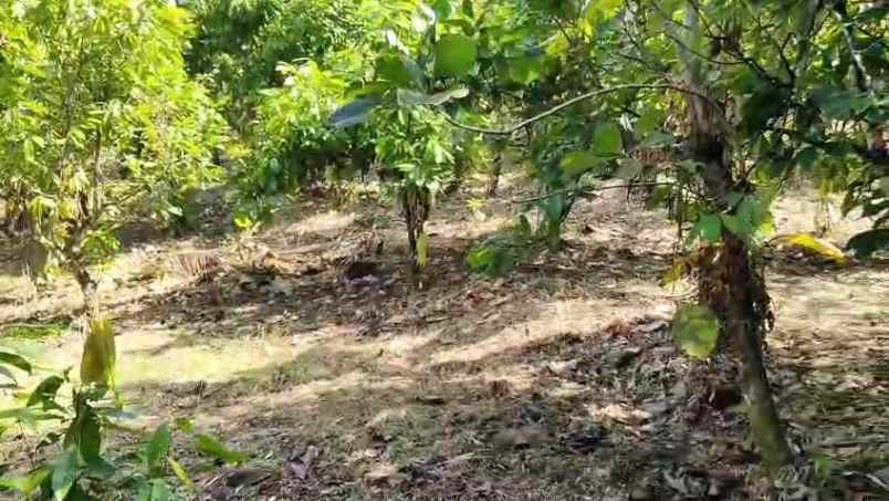 lahan kebun shm 80 are dekat pantai di tabanan bali
