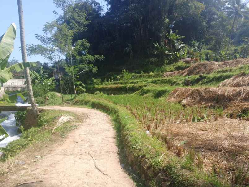 sawah dekat mata air sungai subang jawa barat
