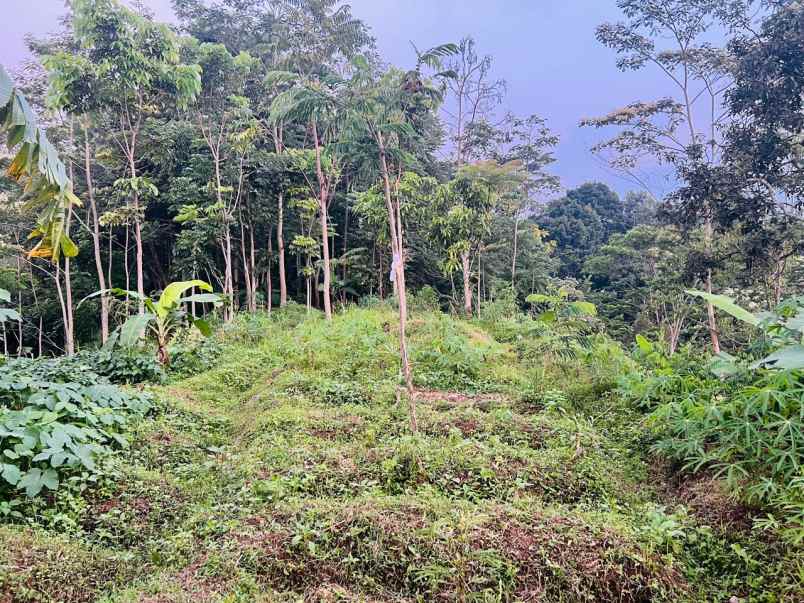 sawah murah 100 juta tawangmangu karanganyar