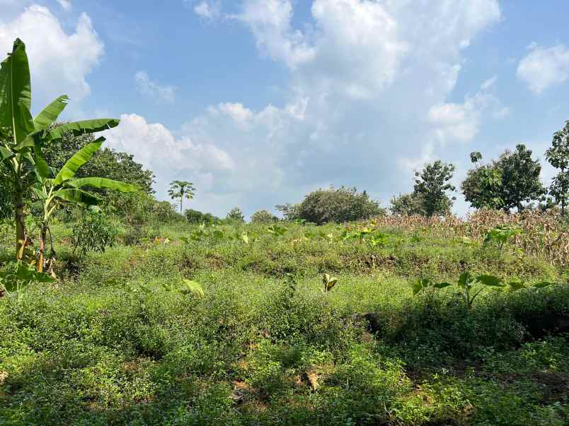 tanah 15 hektar sragen jawa tengah