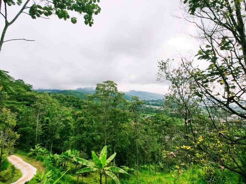 tanah kemuning ngargoyoso