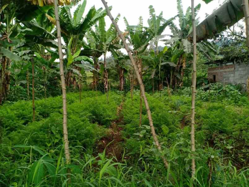 tanah kemuning ngargoyoso