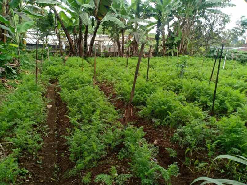 tanah kemuning ngargoyoso