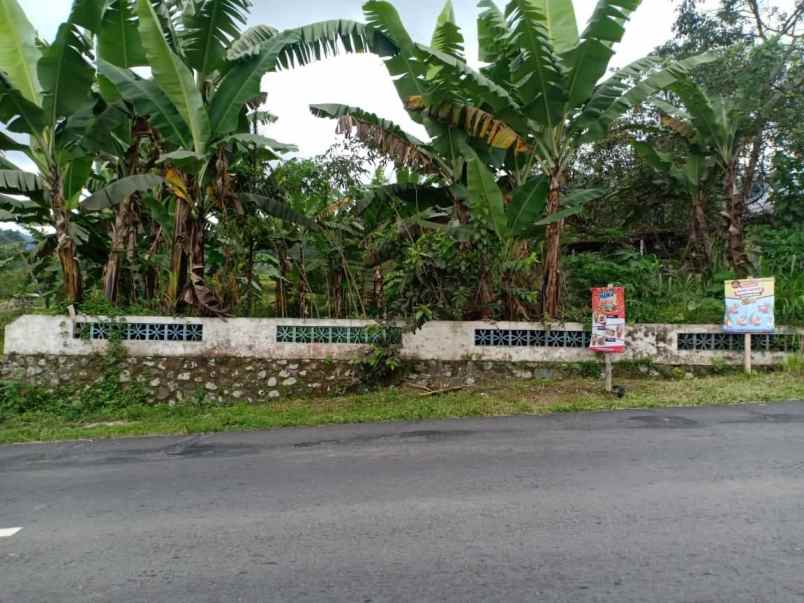 tanah kemuning ngargoyoso