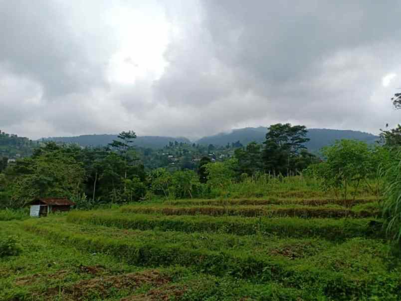 tanah kemuning ngargoyoso