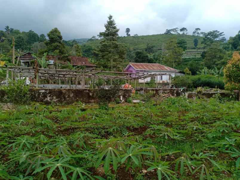 tanah kemuning ngargoyoso