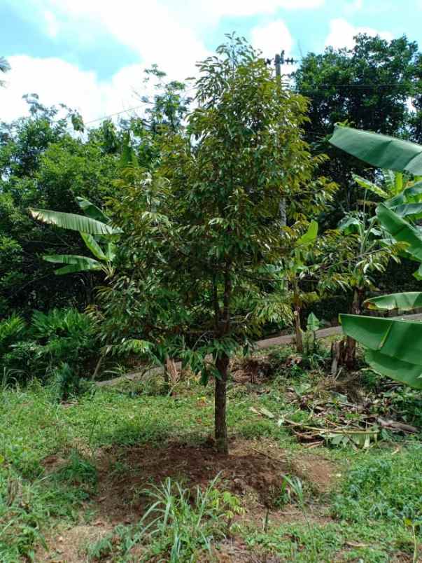 tanah mojogedang karanganyar