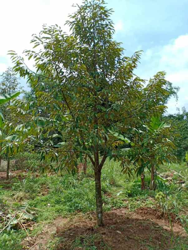 tanah mojogedang karanganyar