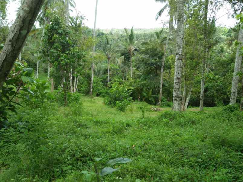 tanah pantai soka selemadeg tabanan
