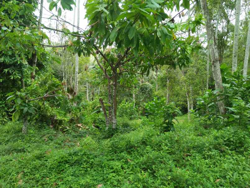 tanah pantai soka selemadeg tabanan