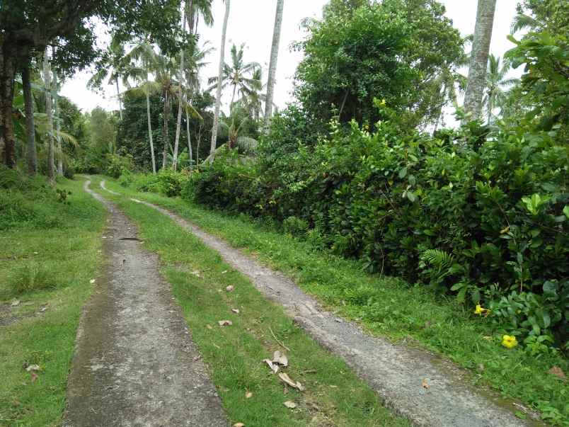 tanah pantai soka selemadeg tabanan