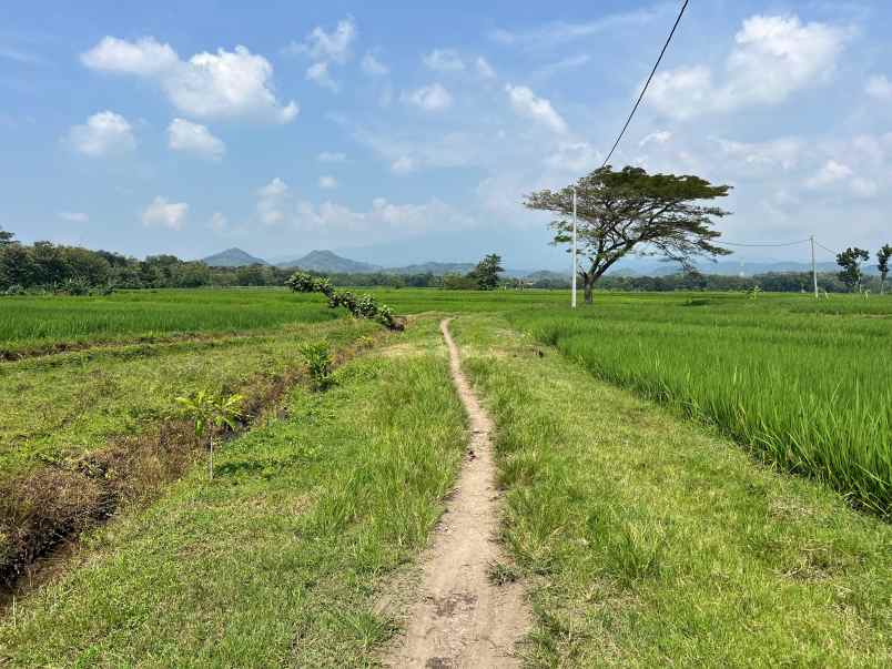 tanah sawah murah 4800m2 480 juta sambirejo sragen