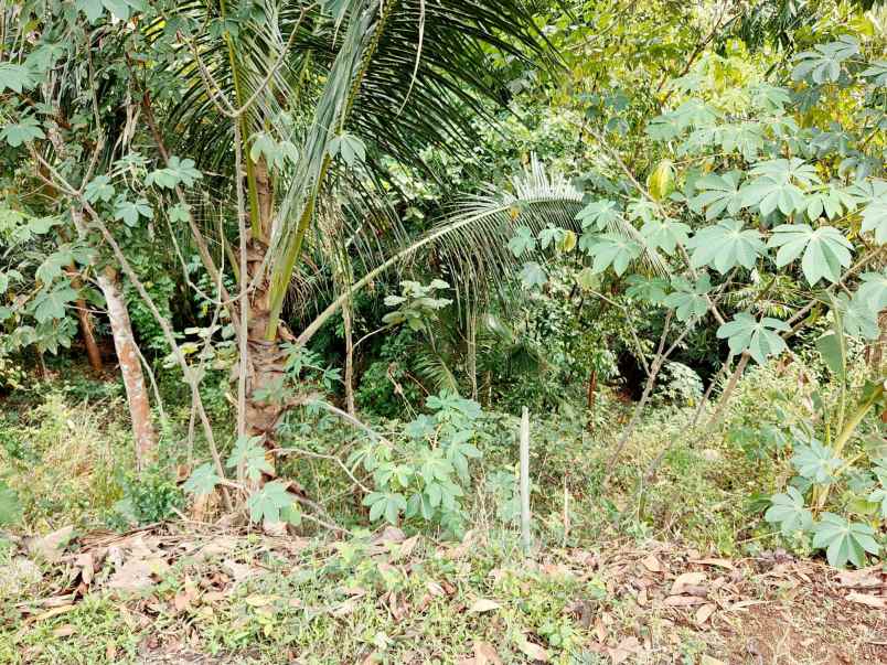 tanah tepi jl raya kerjo