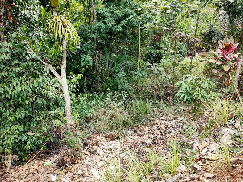 tanah tepi jl raya kerjo