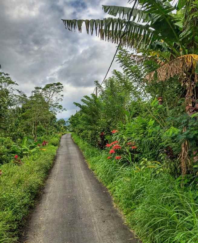 dijual tanah desa antapan kec baturiti