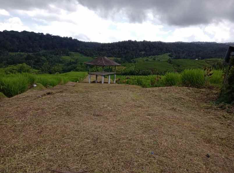 dijual tanah desa belimbing kec pupuan