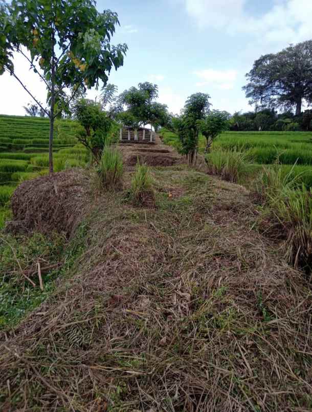 dijual tanah desa belimbing kec pupuan