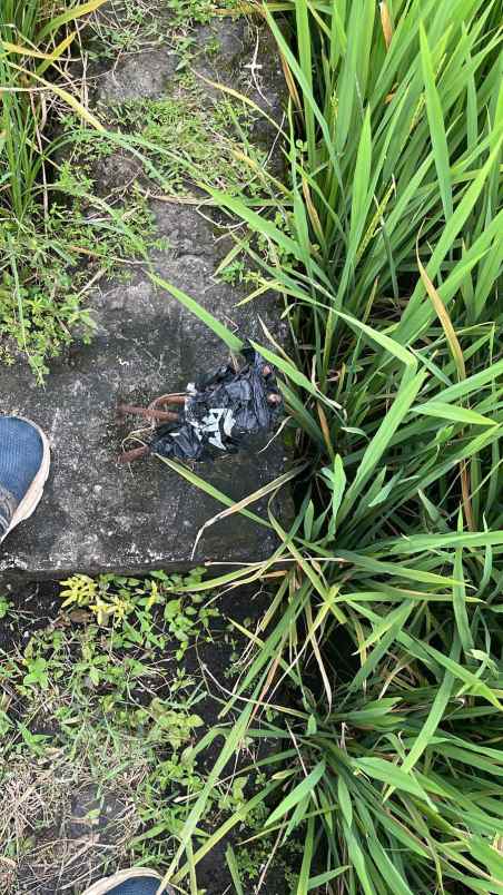 dijual tanah desa klampisan kaliancar