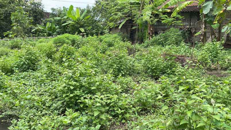 dijual tanah desa tepisari polokarto