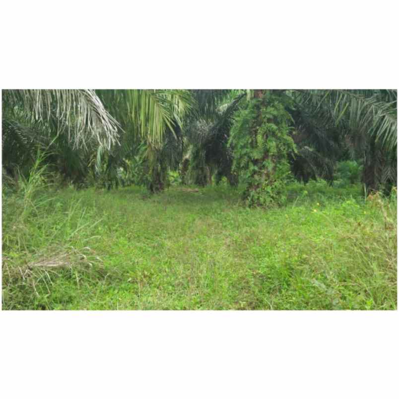 dijual tanah jl alfalah i bumi ayu raya