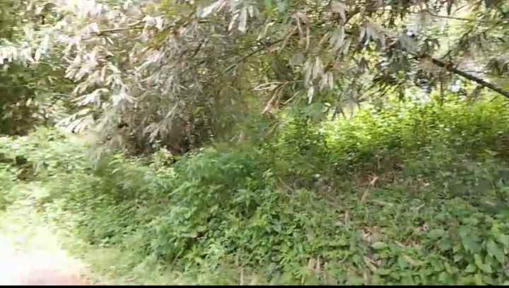 dijual tanah jl pasir teureup cijenuk