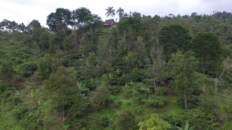 dijual tanah kec wonosalam kab jombang