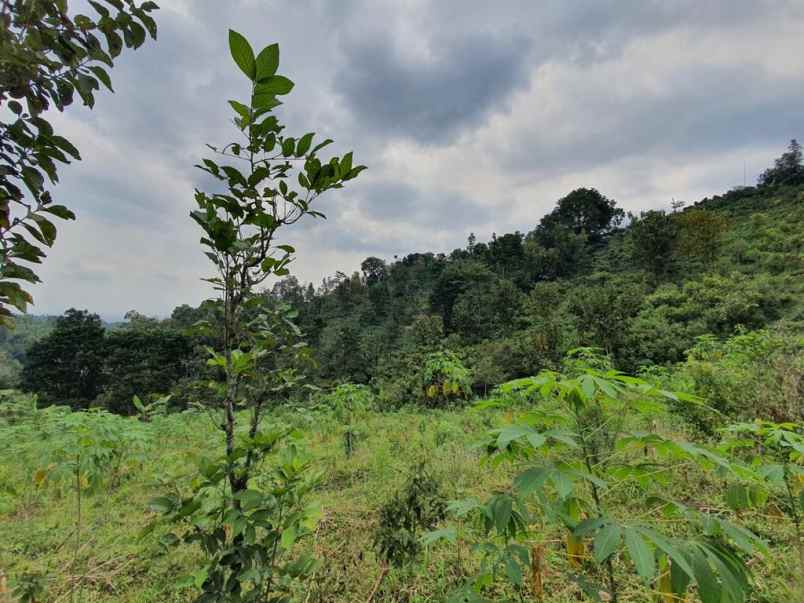 dijual tanah kec wonosalam kab jombang