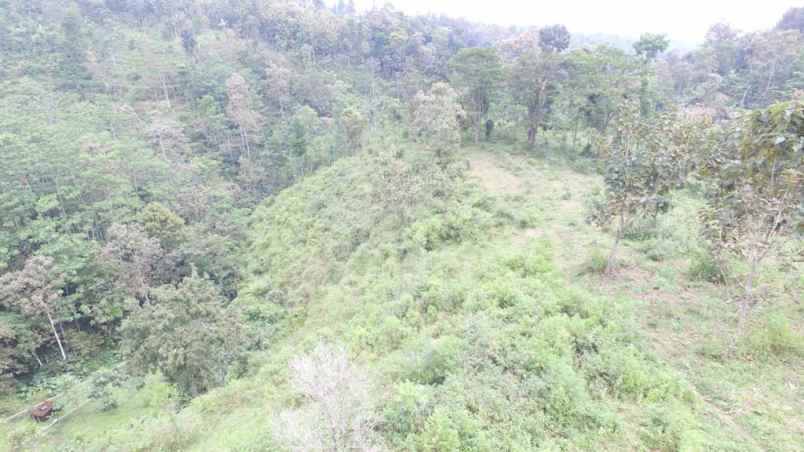 dijual tanah kec wonosalam kab jombang