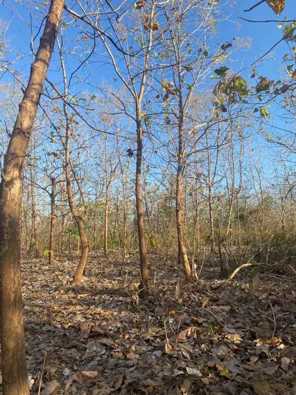 dijual tanah komersial 2 hektar shm di labuhan sumbawa