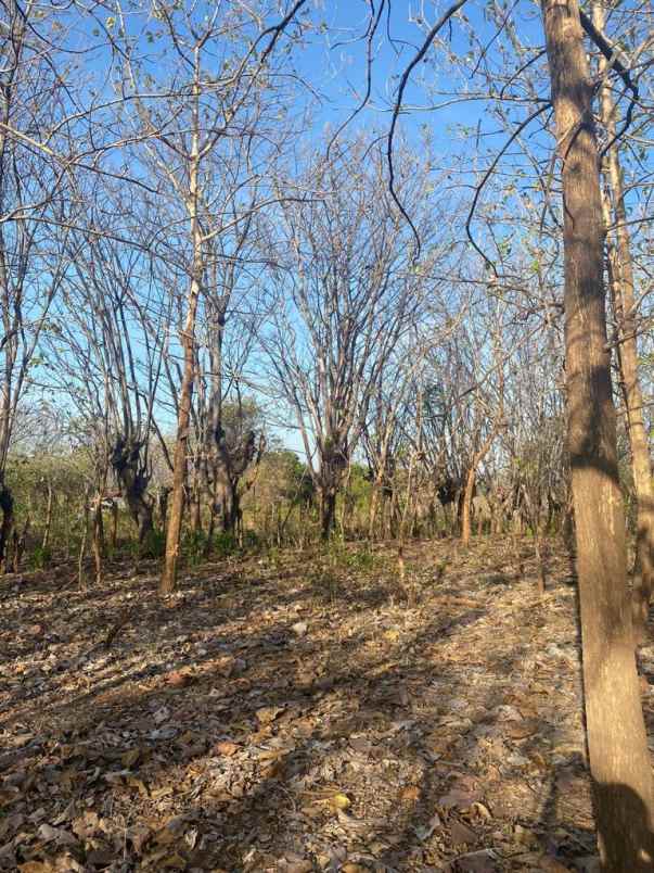 dijual tanah komersial 2 hektar shm di labuhan sumbawa