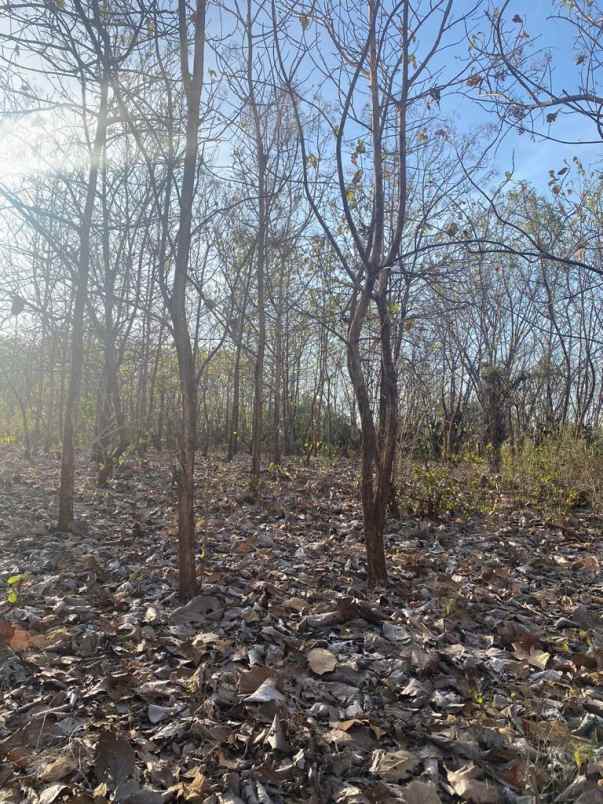 dijual tanah komersial 2 hektar shm di labuhan sumbawa