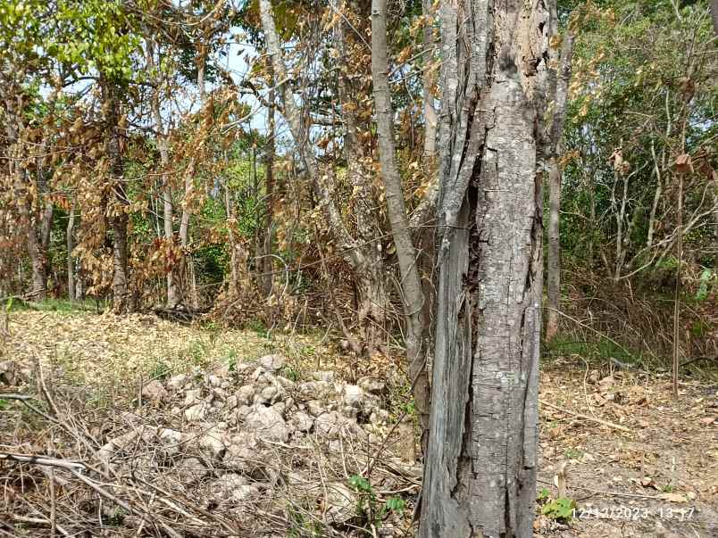 dijual tanah sumber agung kemiling