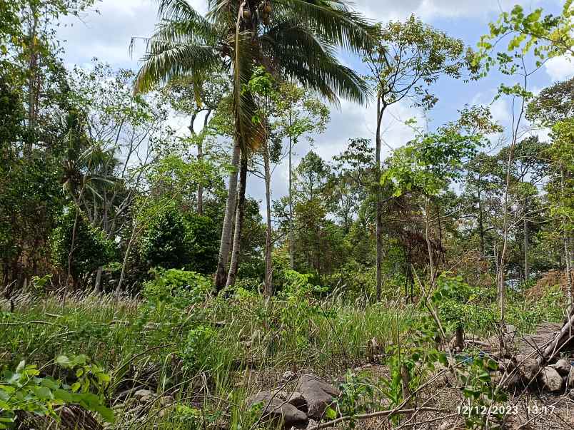 dijual tanah sumber agung kemiling