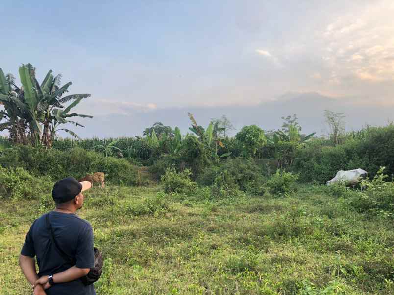 dijual tanah tanjungsari tanjungarum